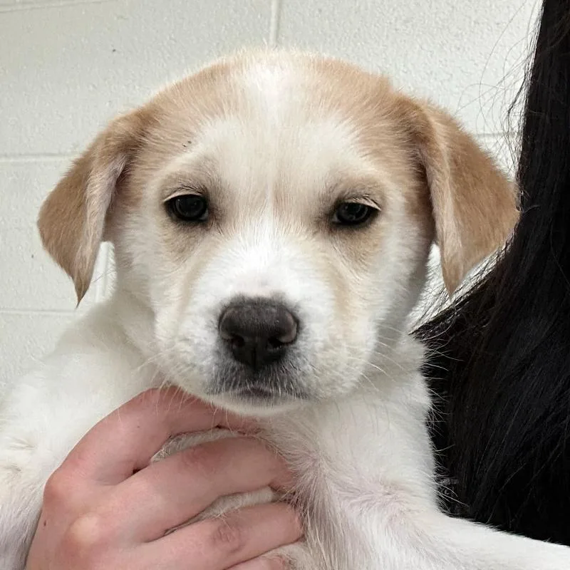 A baby medium-sized female White / Cream Labrador Retriever dog named Breezy for adoption in Evansville, IN