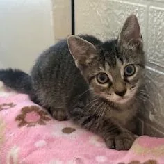 A baby small-sized male Gray / Blue / Silver Domestic Short Hair cat named Halo for adoption in Seminole, FL