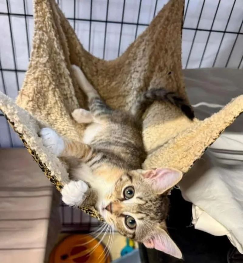 A young medium-sized female Domestic Short Hair cat named Eliza Jane for adoption in Centerville, GA