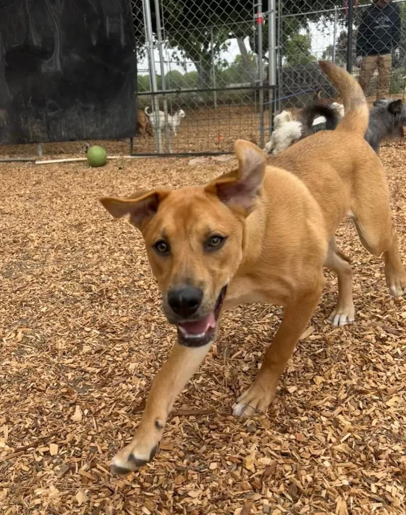 A baby large-sized female Shepherd dog named Indie for adoption in Lemoore, CA