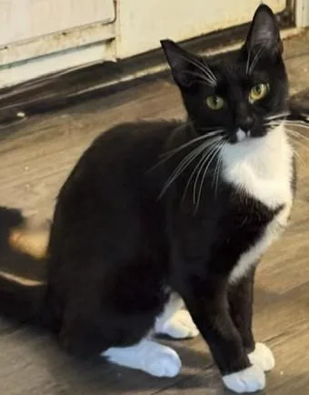An adult medium-sized female Black & White / Tuxedo Tuxedo cat named Zena for adoption in Salem, OR