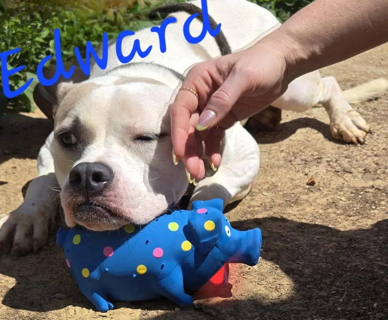 Edward thumbnail 2