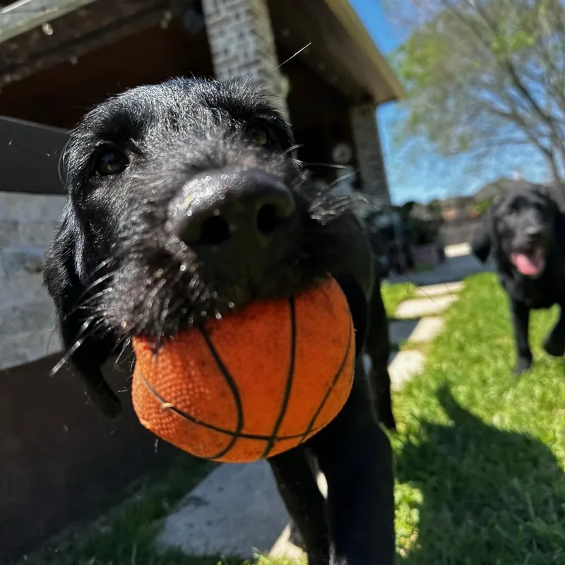 Maverick thumbnail 2