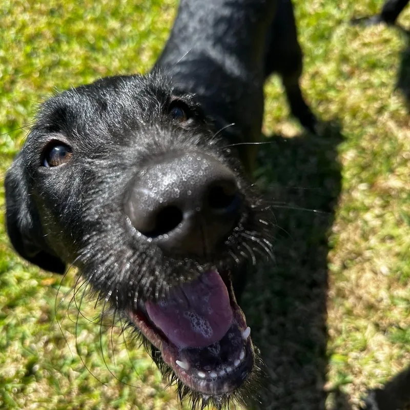 Maverick thumbnail 4