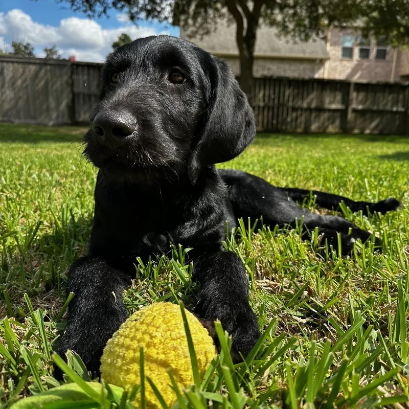 A baby medium-sized male Black Black Labrador Retriever dog named Maverick for adoption in Jay, NY