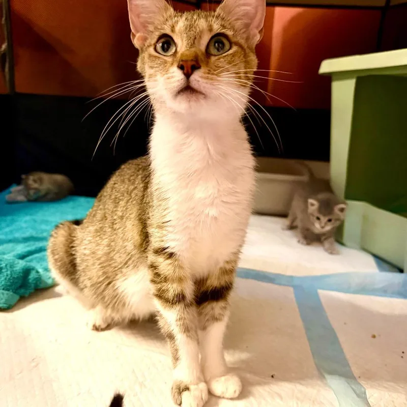 A young small-sized female Brown / Chocolate Domestic Short Hair cat named Mimi for adoption in Granville, OH