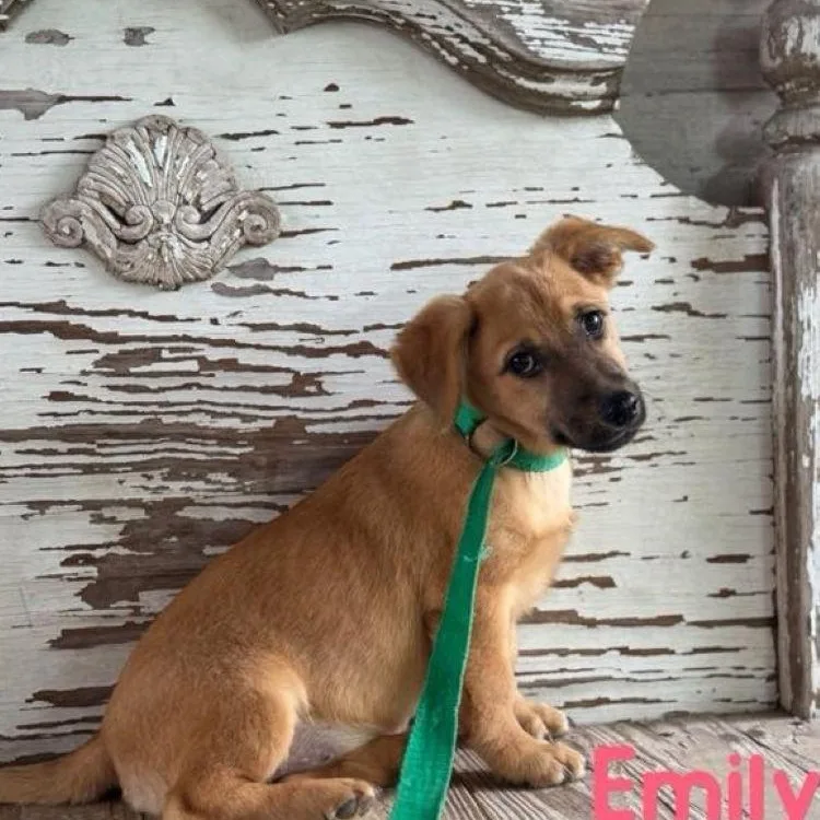 A young small-sized female Golden Dachshund dog named Emily for adoption in Carrollton, TX