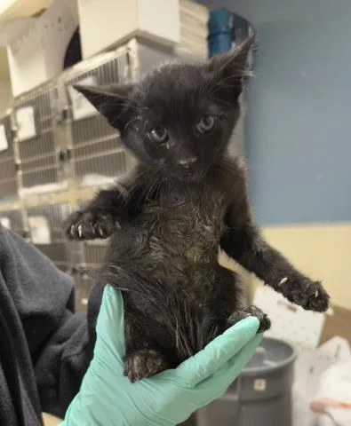 A baby small-sized male Domestic Short Hair cat named Vader for adoption in Riverside, CA