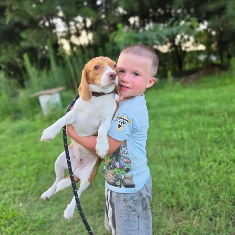 A young small-sized female Apricot / Beige Beagle dog named Miss Piggy for adoption in Chesapeake, VA