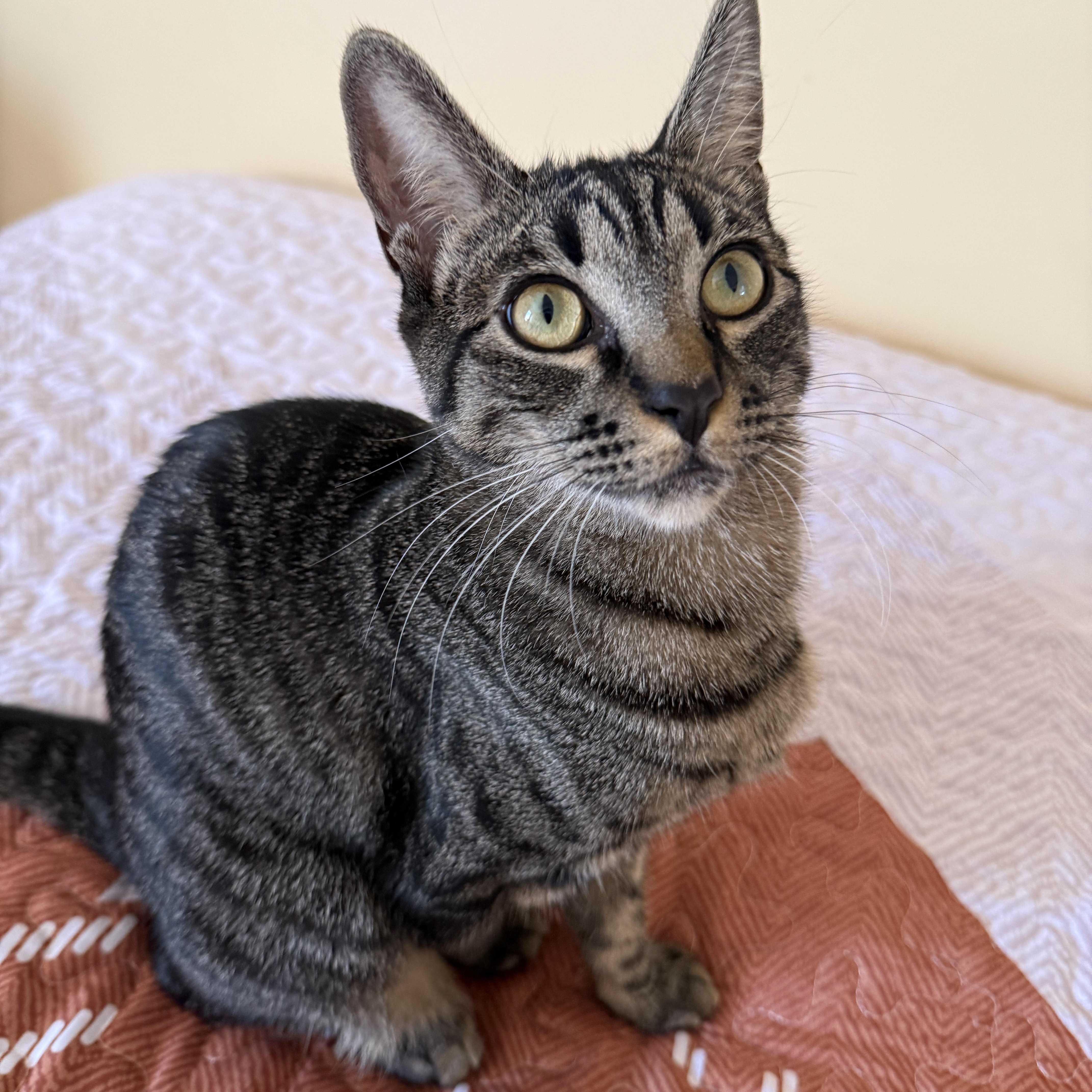 Ramona
