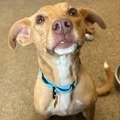 An adult medium-sized female Shepherd dog named Eden for adoption in Novelty, OH