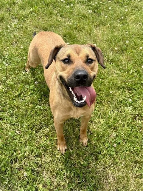 A young medium-sized female Black Mouth Cur dog named Wallen for adoption in Kalamazoo, MI