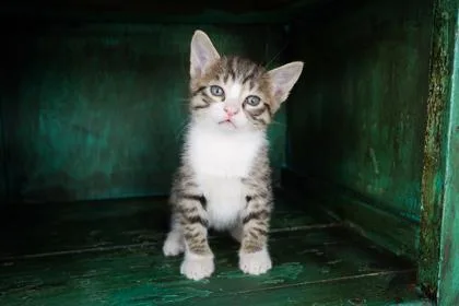 A baby small-sized male Domestic Short Hair cat named Superman for adoption in San Antonio, TX