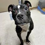 A young medium-sized male Black Mixed Breed dog named Indie for adoption in Portsmouth, OH