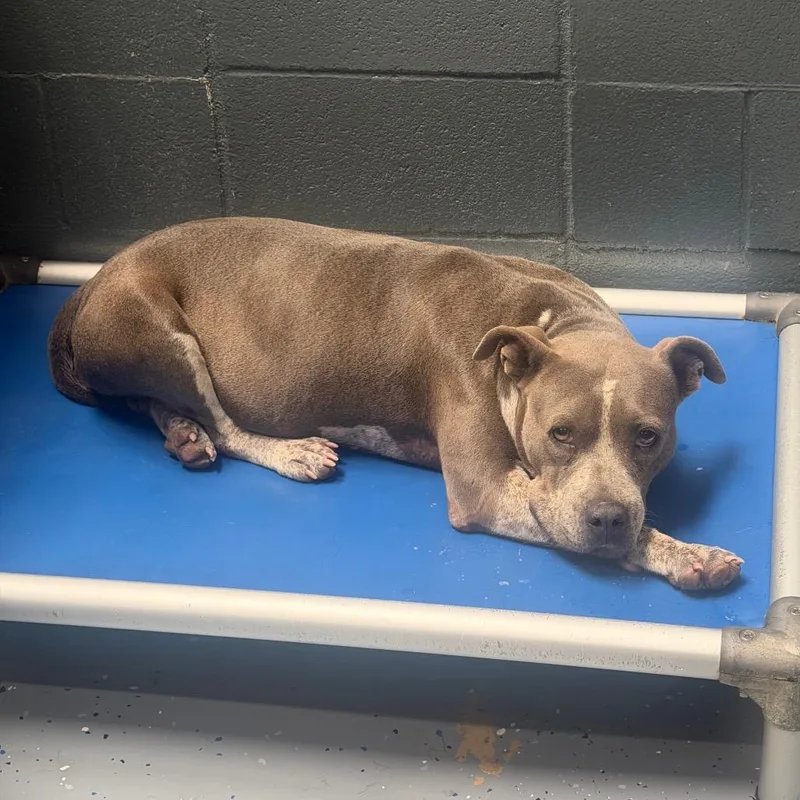 An adult medium-sized female Gray / Blue / Silver Pit Bull Terrier dog named TUSCStray for adoption in Tuscaloosa, AL