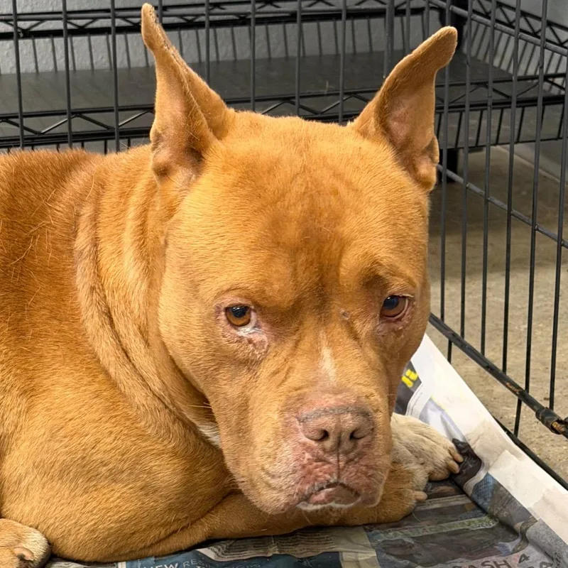 An adult medium-sized male Red / Chestnut / Orange Terrier dog named Dozer for adoption in Marshall, TX