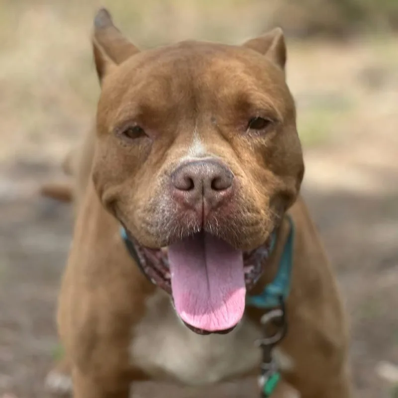 Dozer thumbnail 2