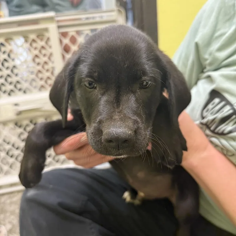 A baby small-sized male Black Hound dog named Scuffy the Tugboat for adoption in Louisville, KY