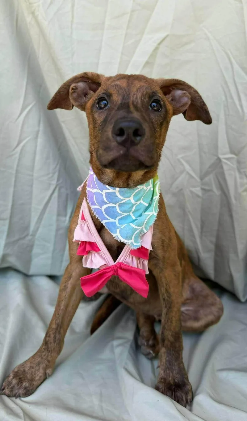A baby medium-sized female Labrador Retriever dog named Birdy for adoption in New York, NY
