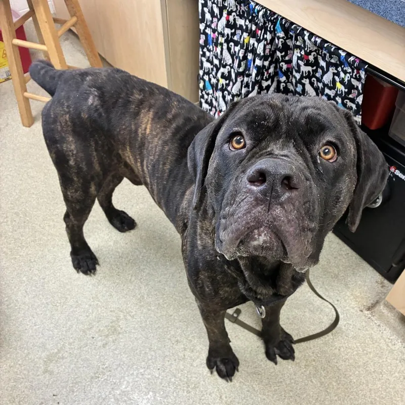 An adult extra large-sized male Brown / Chocolate Cane Corso dog named Duke for adoption in Windsor, VA