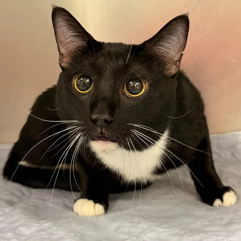 A young large-sized male Black Domestic Short Hair cat named Legs for adoption in Perkiomenville, PA