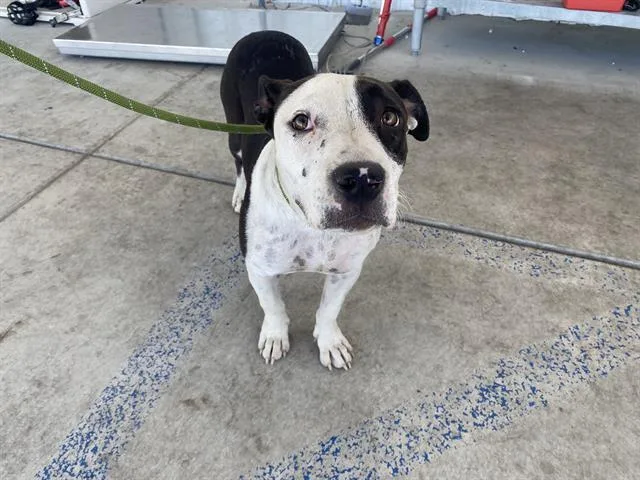 A young medium-sized female Black Pit Bull Terrier dog named Bloom URGENT for adoption in Thousand Oaks, CA