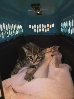 A baby small-sized male Domestic Short Hair cat named Avery for adoption in Fallston, MD