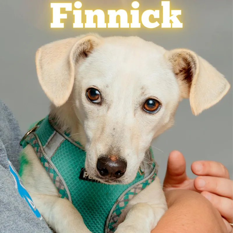 Finnick