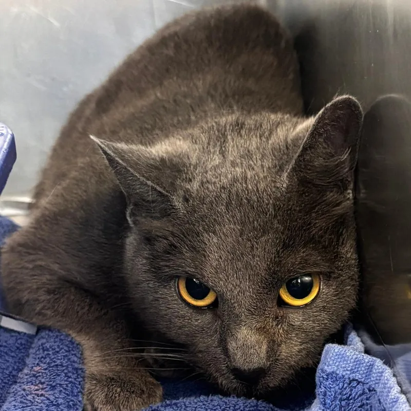 An adult medium-sized female Gray / Blue / Silver Domestic Short Hair cat named Bunny for adoption in Philadelphia, PA