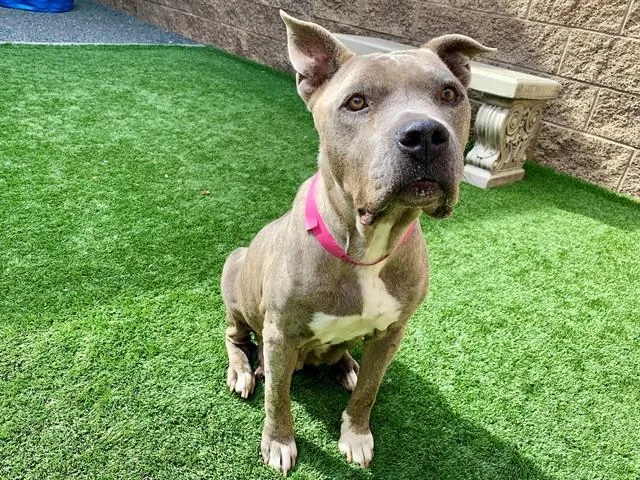 Save Me Please! Athena