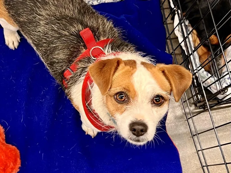 An adult small-sized female Terrier dog named Panda for adoption in Lee's Summit, MO
