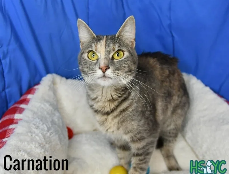 A baby medium-sized female Domestic Short Hair cat named Carnation for adoption in Fort Mill, SC
