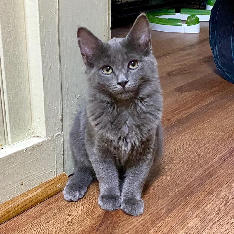 A baby medium-sized female Gray / Blue / Silver Domestic Medium Hair cat named Daisy for adoption in Jasper, GA