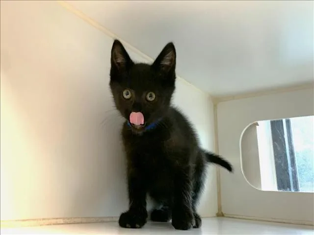 An adult medium-sized male Domestic Short Hair cat named Boxster for adoption in Saint Louis, MO
