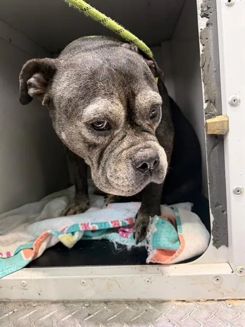 A senior medium-sized female Pit Bull Terrier dog named Midnight for adoption in Charlotte, NC