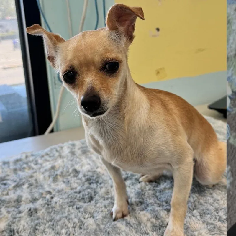 An adult small-sized female Yellow / Tan / Blond / Fawn Chihuahua dog named Moon for adoption in Chico, CA