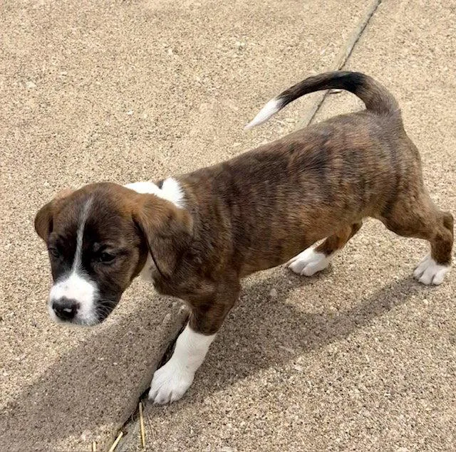 A baby medium-sized female Plott Hound dog named Vega for adoption in Hillside, IL