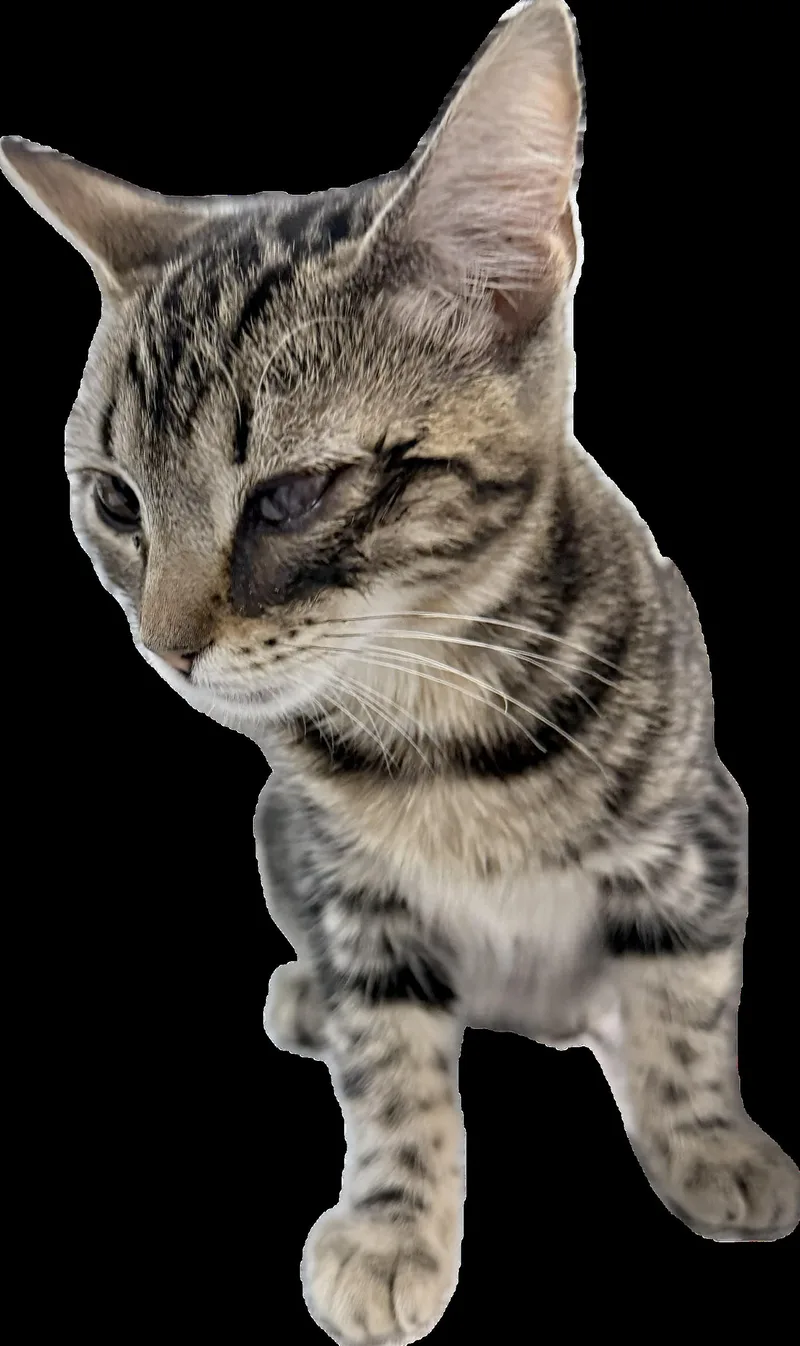 A baby small-sized female Domestic Short Hair cat named Tigreta for adoption in Los Angeles, CA