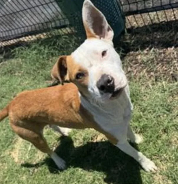 A young medium-sized male Golden Terrier dog named Albert for adoption in Longview, TX