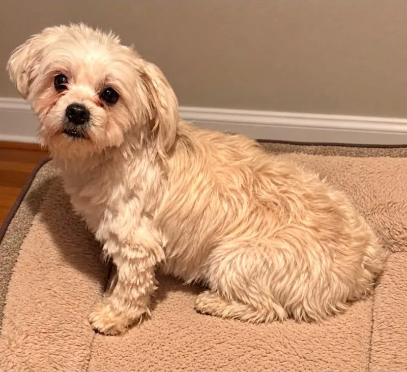 An adult small-sized female Maltese dog named Norri for adoption in Grand Prairie, TX