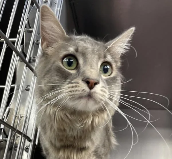 A young medium-sized male Domestic Medium Hair cat named Nacho Trouble for adoption in Troutdale, OR