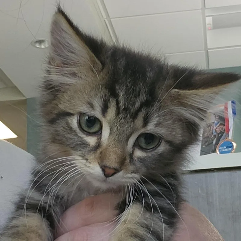 A baby small-sized female Brown / Chocolate Domestic Short Hair cat named Drei for adoption in Columbia Station, OH