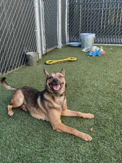 An adult small-sized male Mixed Breed dog named Jose for adoption in Lafayette, IN