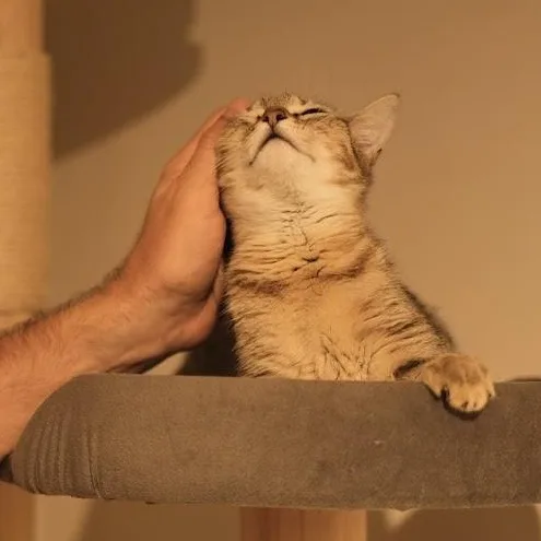 Ube And Avocado thumbnail 2