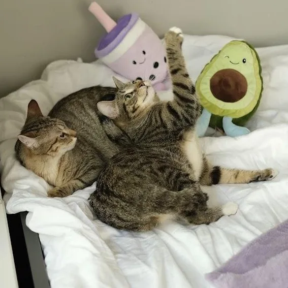 Ube And Avocado thumbnail 3