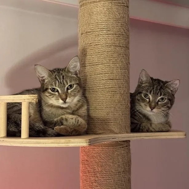 Ube And Avocado thumbnail 4