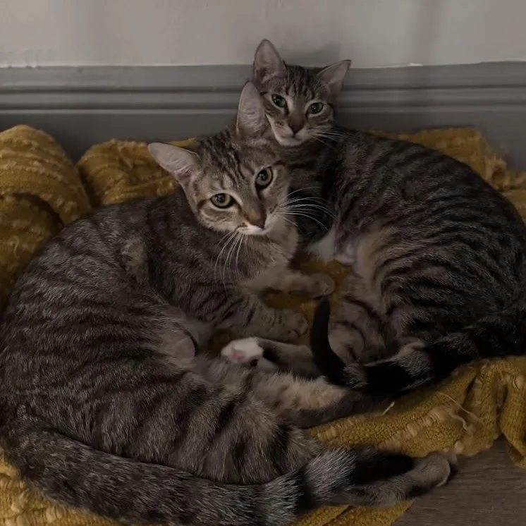 Ube And Avocado thumbnail 5