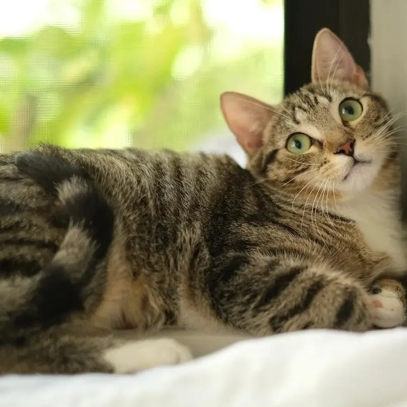 Ube And Avocado thumbnail 6