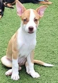 A baby small-sized male Mixed Breed dog named Hardy for adoption in Mesa, AZ