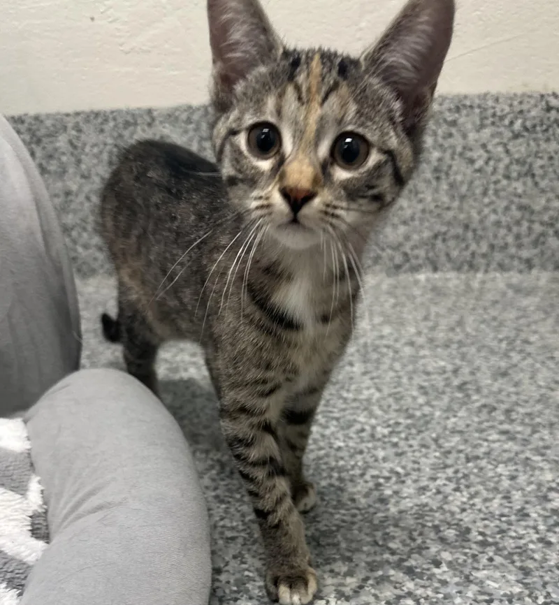 A baby small-sized female Domestic Short Hair cat named Flame for adoption in Manassas, VA